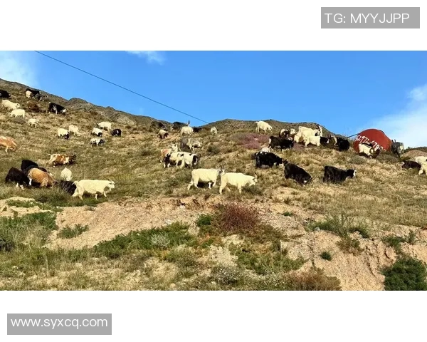 大山羊领衔足坛传奇演绎巅峰之路 打破记录再攀新高